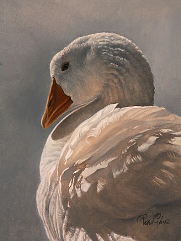 366x488 Embden Goose - Goose Painting