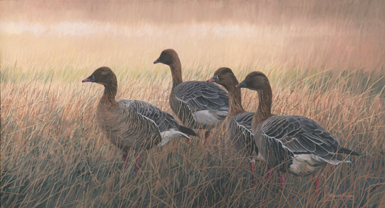 540x291 Goose Pictures - Goose Painting