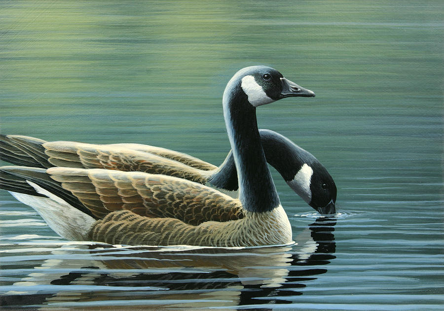 900x631 Canada Geese Painting By Mark Mittlesteadt - Goose Painting