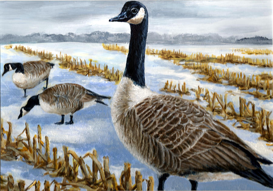 900x630 Canada Goose Painting By Paul Gardner - Goose Painting