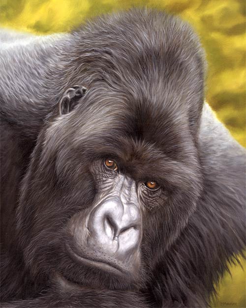 500x625 Mountain Gorilla Painting - Gorilla Painting