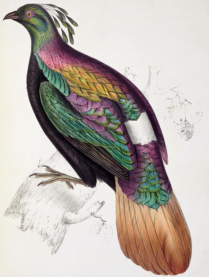 679x900 Himalayan Monal Pheasant Painting By John Gould - Gould Painting