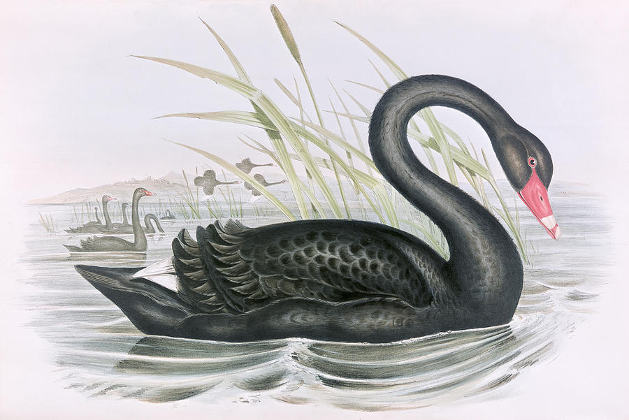 900x601 The Black Swan Painting By John Gould - Gould Painting