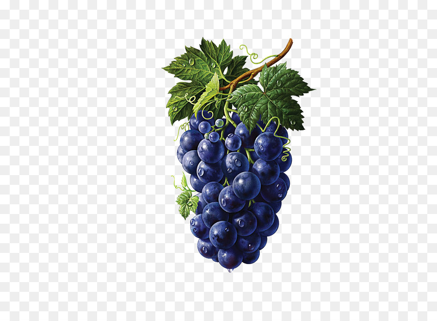 900x660 Illustrator Fruit Painting Drawing Illustration - Grape Vine Painting