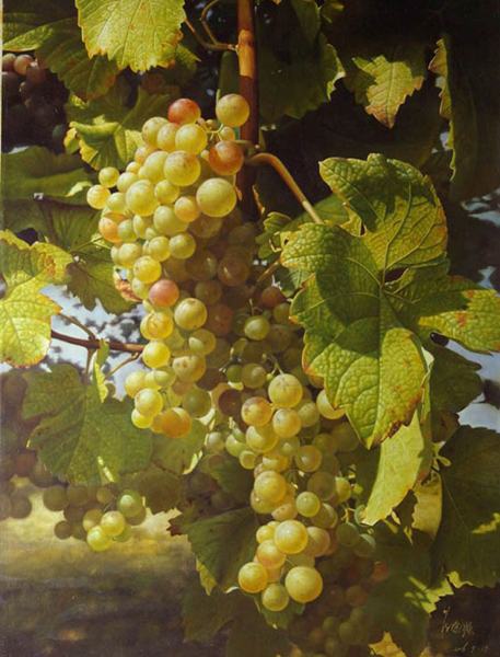 457x600 Free Shipping Grape Vine Fruit Print Painting High Grade Canvas - Grape Vine Painting