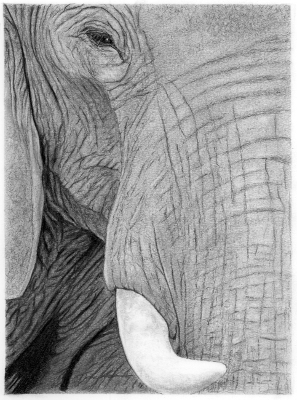 297x400 Filetusk Graphite Painting By Terry Jackson.jpg - Graphite Painting