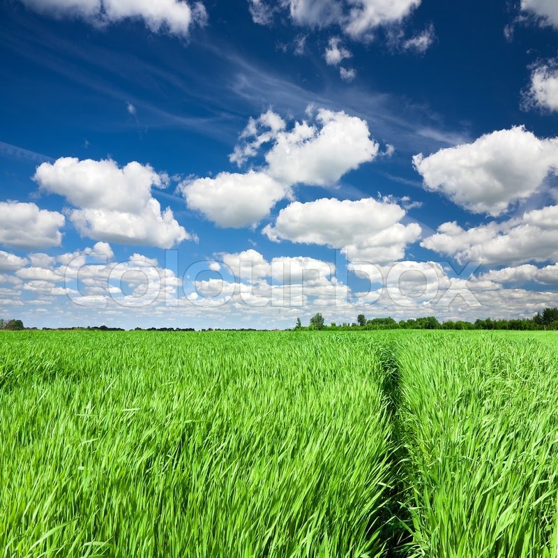 800x800 Trail Through Green Field In Tall Grass Stock Photo Colourbox - Grass Field Painting