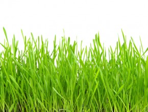 290x220 Painting Your Grass Green Revisited! Onstrategy Resources - Grass Painting