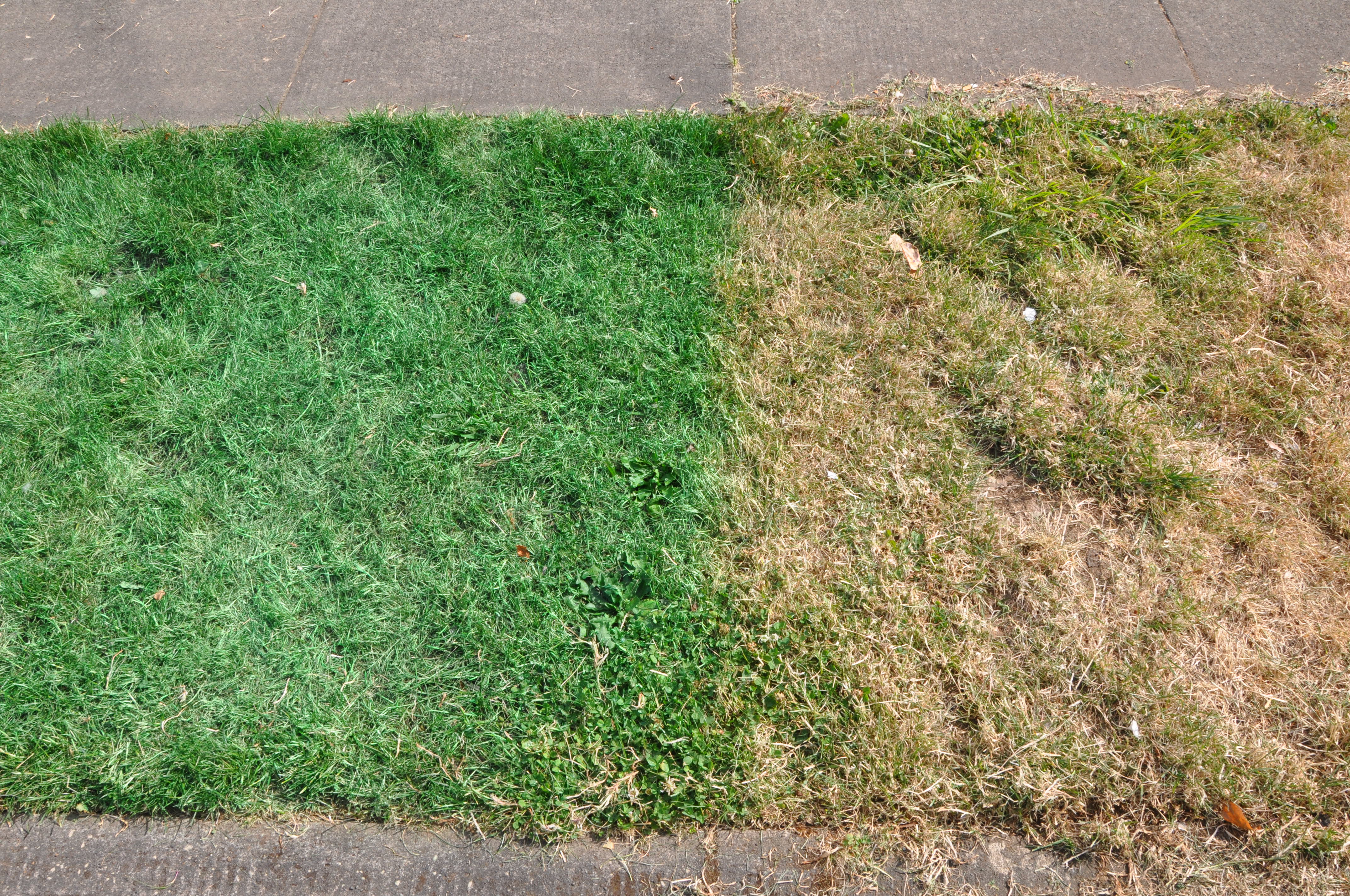 4288x2848 Curb Appeal Paint The Grass - Grass Painting