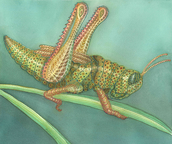 600x503 Grasshopper Painting By Anne Havard - Grasshopper Painting