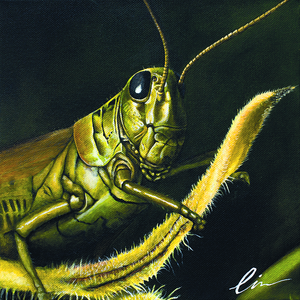 600x600 Grasshopper Painting By Cindy D Chinn - Grasshopper Painting