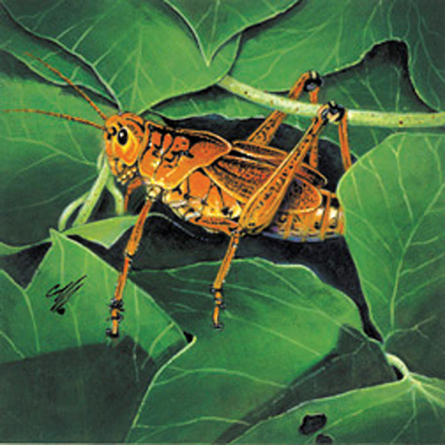 900x900 Grasshopper Painting By Durwood Coffey - Grasshopper Painting