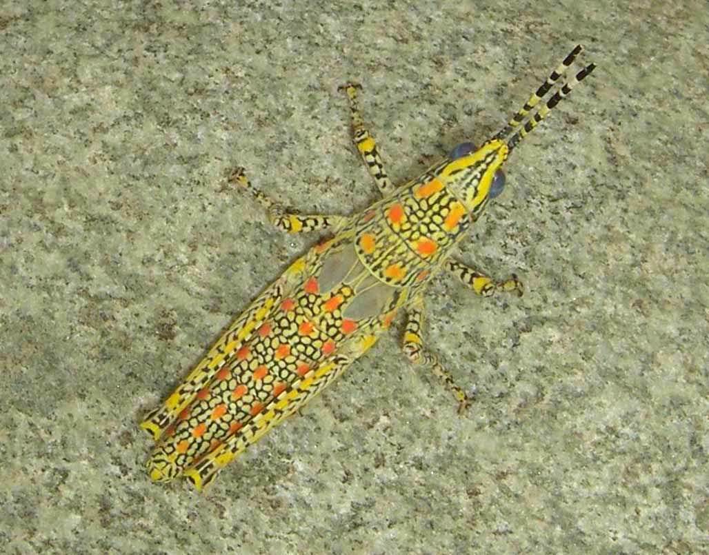 1028x805 Painted Grasshopper Poekilocerus Pictus Nature, Cultural, - Grasshopper Painting