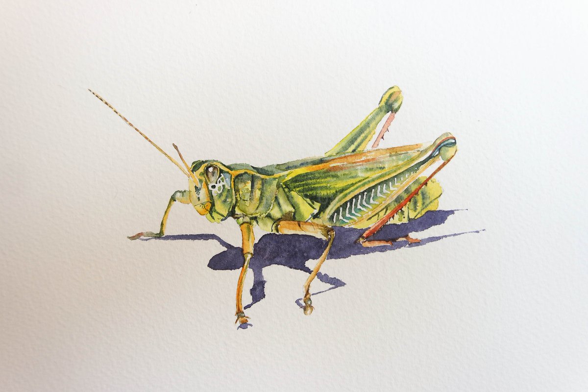 Grasshopper Painting at PaintingValley.com | Explore collection of ...