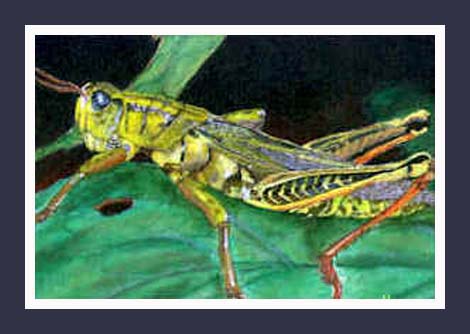470x334 Sold - Grasshopper Painting