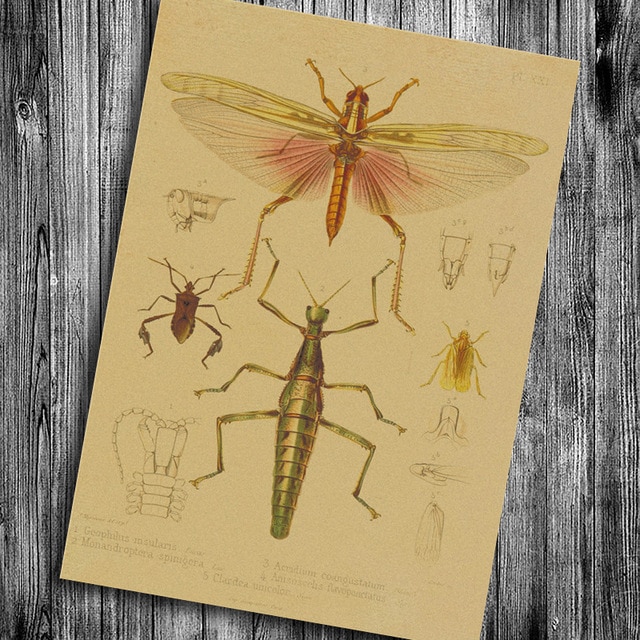 640x640 Vintage Insects Poster Dragonfly Cricket Grasshopper Painting - Grasshopper Painting