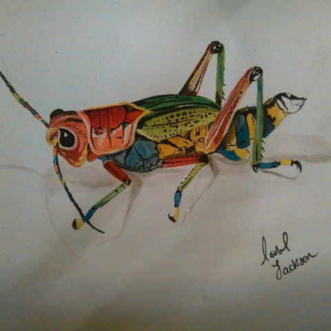 480x480 Watercolour And Acrylic Rainbow Grasshopper Painting! By - Grasshopper Painting
