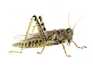 300x232 Grasshopper Art Print Insect Bug Watercolor Painting 11 X 14 Ebay - Grasshopper Painting