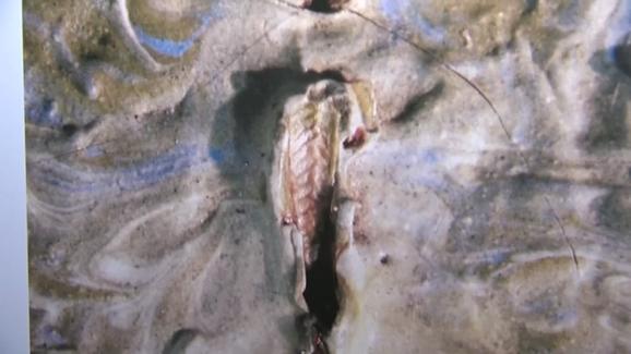 578x325 Grasshopper Found In Van Gogh Painting - Grasshopper Painting