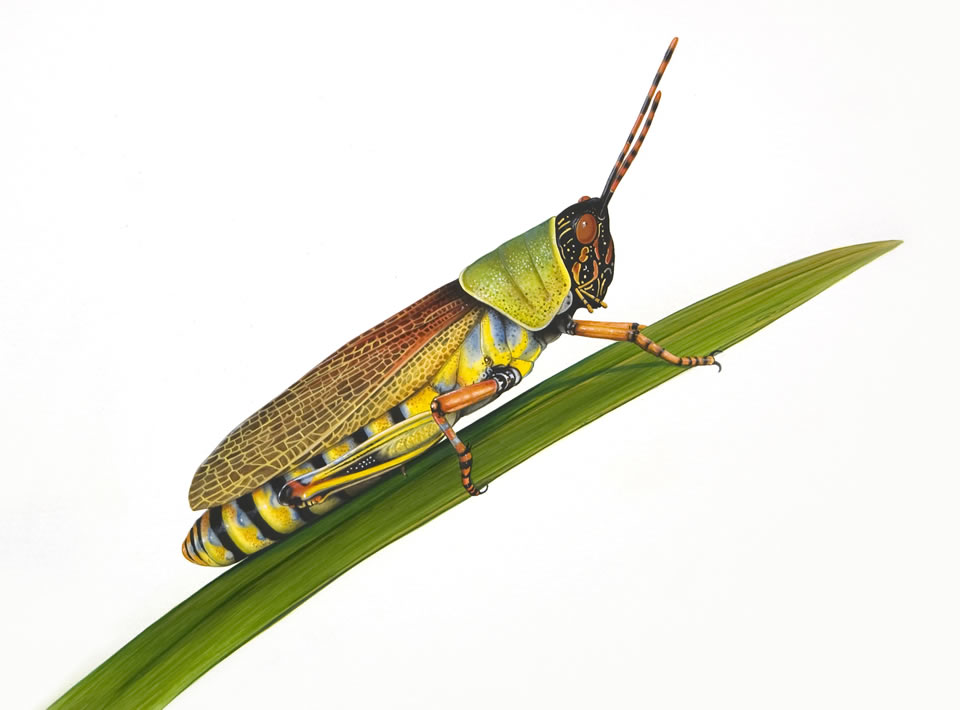 960x710 Grasshopper Illustration - Grasshopper Painting