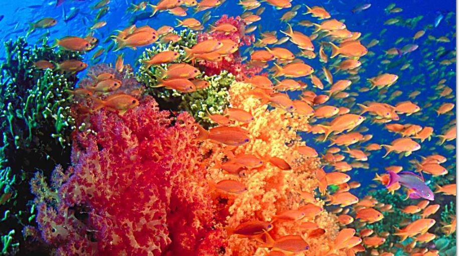 921x510 Great Barrier Reef - Great Barrier Reef Painting