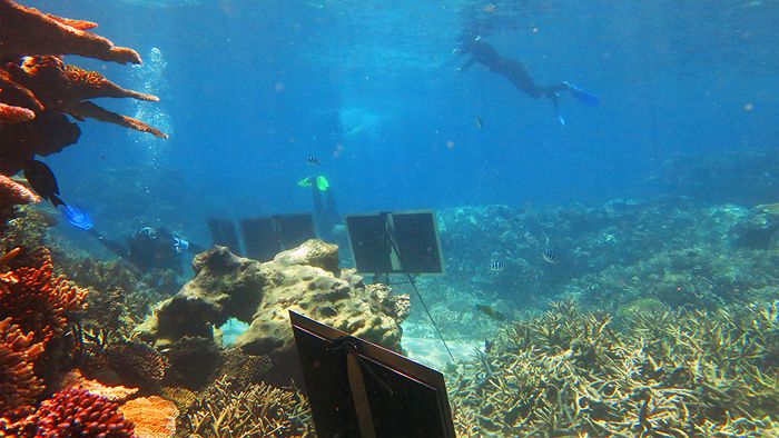 700x394 Underwater Art Gallery On The Great Barrier Reef - Great Barrier Reef Painting