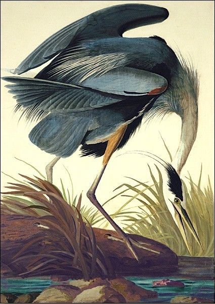 425x601 John James Audubon Great Blue Heron Painting Best Great Blue - Great Blue Heron Painting