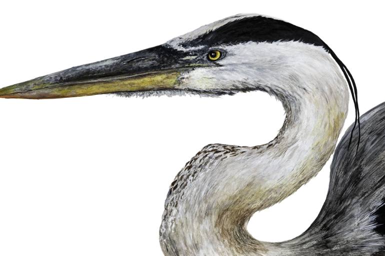 770x513 Saatchi Art Great Blue Heron Painting By Linda Mirabile - Great Blue Heron Painting