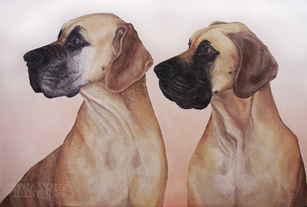 1024x689 Great Dane Painting By Amanda Jackson - Great Dane Painting