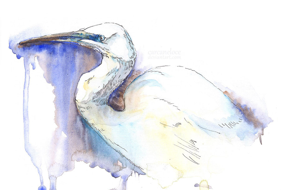 900x609 Great Egret (Sketch) By Carcaneloce - Great Egret Painting