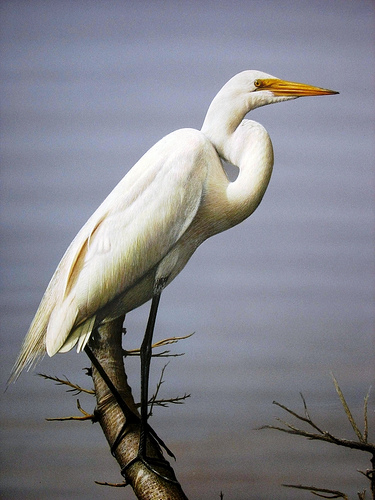 375x500 Painting Of A Great White Egret Perched On A Maple Branch - Great Egret Painting