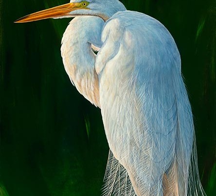 444x403 Website For Stephen Koury, Wildlife Artist Based In Florida, Usa - Great Egret Painting