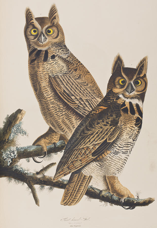 620x900 Great Horned Owl Painting By John James Audubon - Great Horned Owl Painting
