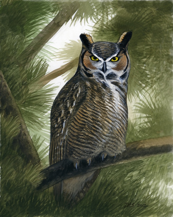 600x750 Great Horned Owl Print - Great Horned Owl Painting