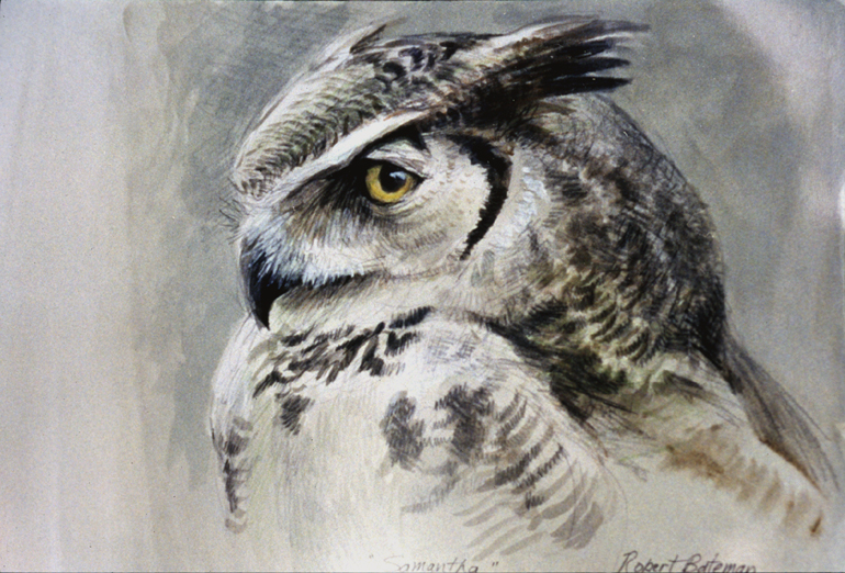 Great Horned Owl Painting at PaintingValley.com | Explore collection of ...