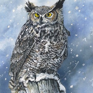 300x300 Watercolor Print Of Great Horned Owl By Bruce Davidson Bruce - Great Horned Owl Painting