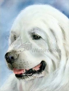 236x312 Great Pyrenees Art Print Of Original Watercolor Painting - Great Pyrenees Painting