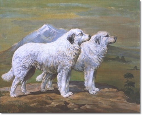 500x406 Great Pyrenees Montagne Majeste Akc Puppies And Dogs Karolaska - Great Pyrenees Painting