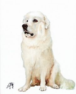 242x300 Original Oil Art Portrait Painting Great Pyrenees Signed Artwork - Great Pyrenees Painting