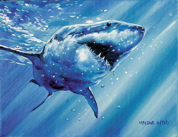 600x462 Great White Shark Painting - Great White Painting