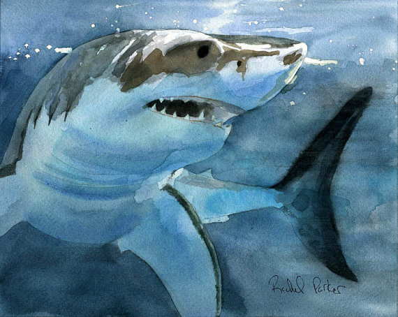 570x454 Great White Shark Art Print Of My Watercolor Painting - Great White Painting