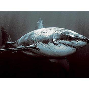 350x350 Battle Scarred Great White Shark Oil Painting - Great White Painting