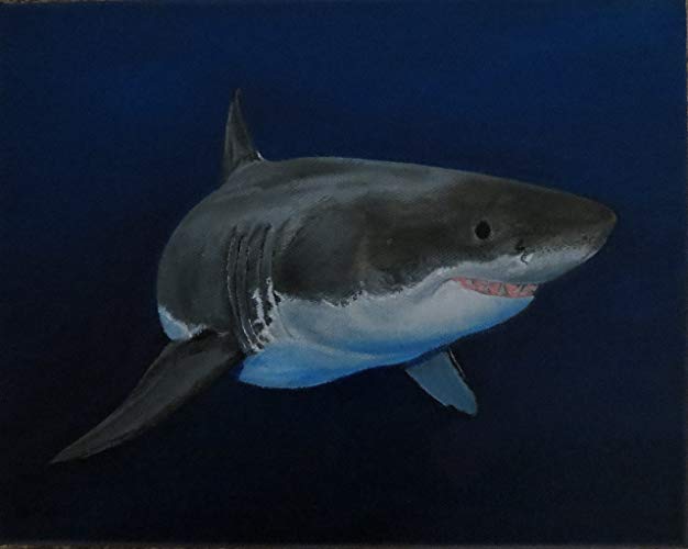 626x500 Great White Shark Original Oil Painting 8 X 10 Heavy - Great White Painting