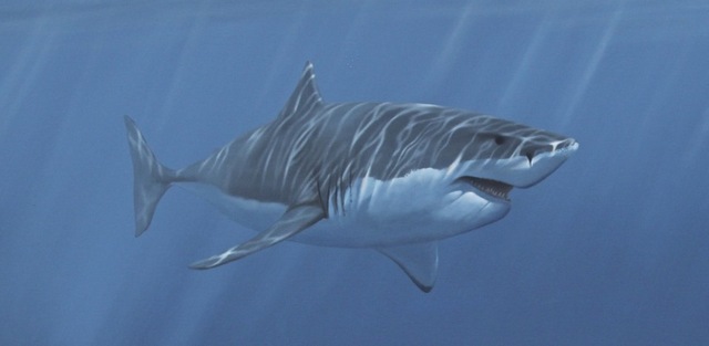 640x313 Graceful Great White Shark African Shark Eco Charters Blog - Great White Painting