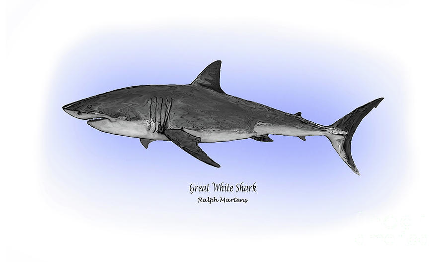 900x529 Great White Shark Painting By Ralph Martens - Great White Shark Painting