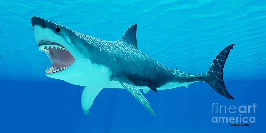 900x450 Great White Shark Underwater Painting By Corey Ford - Great White Shark Painting
