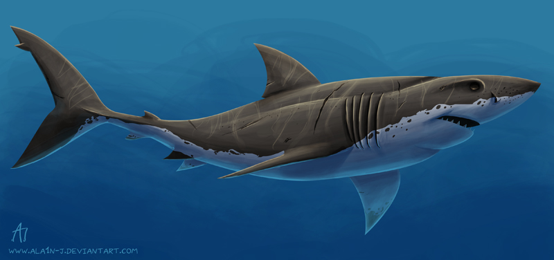 800x376 Great White Shark By Ala1n J - Great White Shark Painting