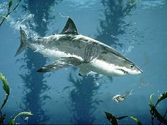 236x176 Oil On Canvas, 22x28 About 150 Hours. Off The Coast Of South - Great White Shark Painting