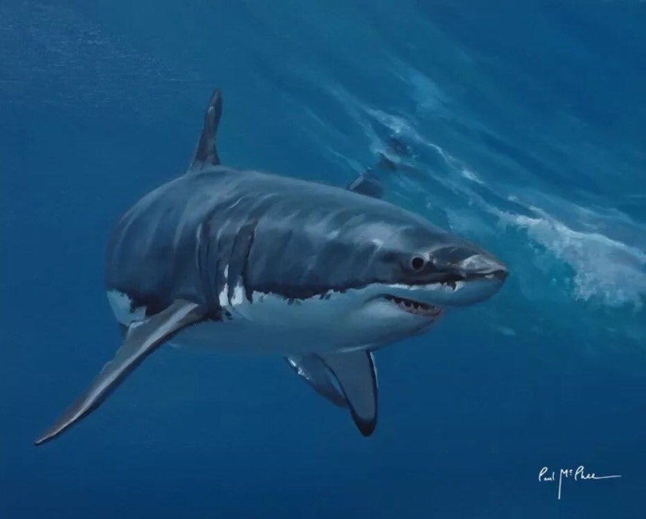 932x749 Paul Mcphee (@paul Mc Phee) Twitter - Great White Shark Painting