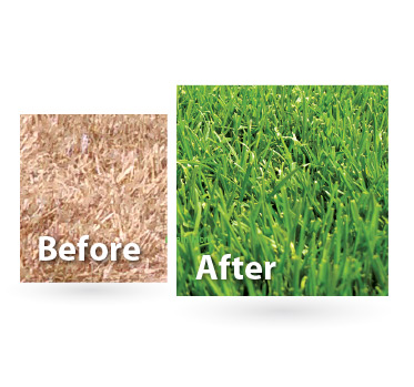 373x349 Grass Painting, Lawn Painting Product And Service - Green Grass Painting